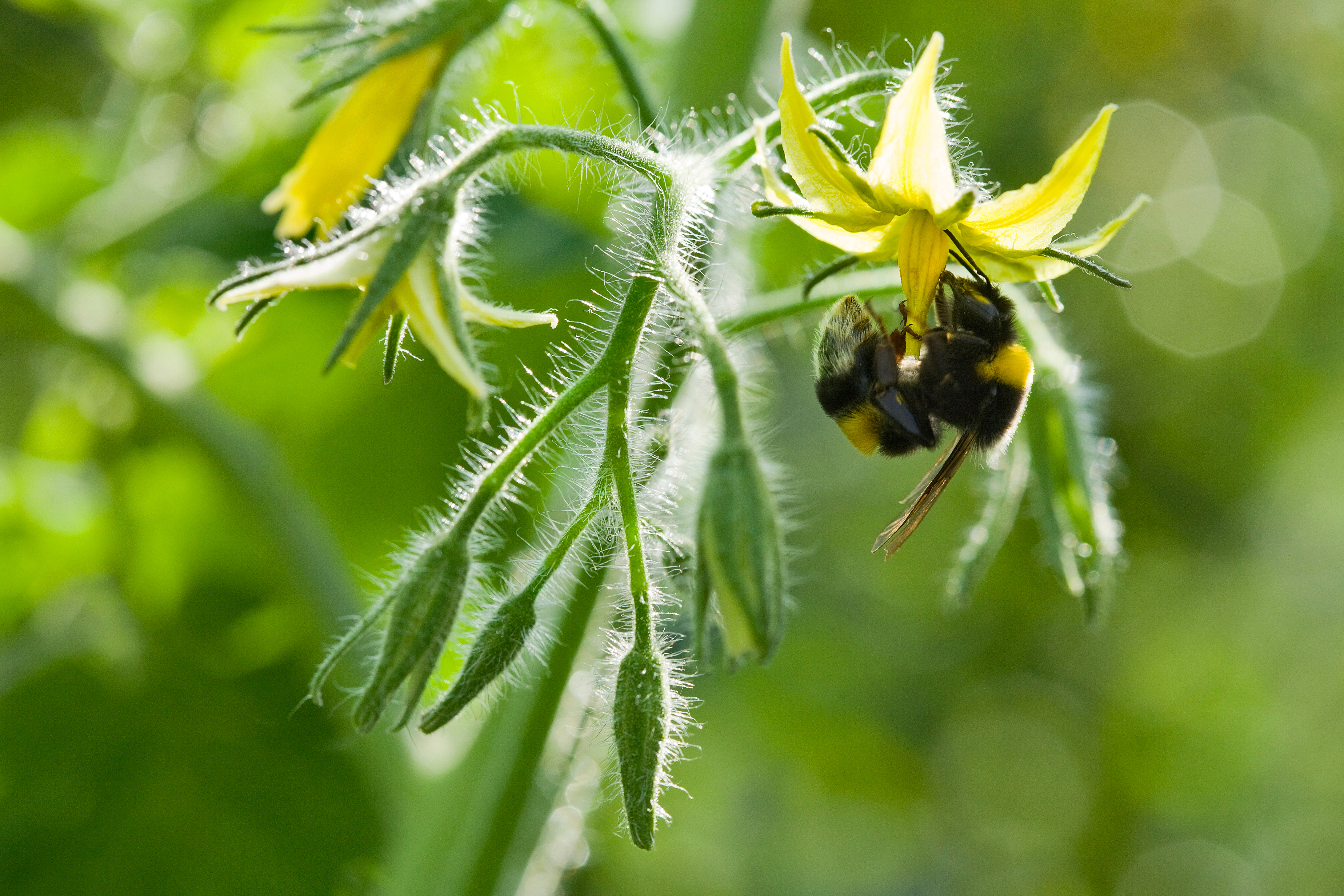 All about Pollination - Bumblebees and Flies for Horticulture and